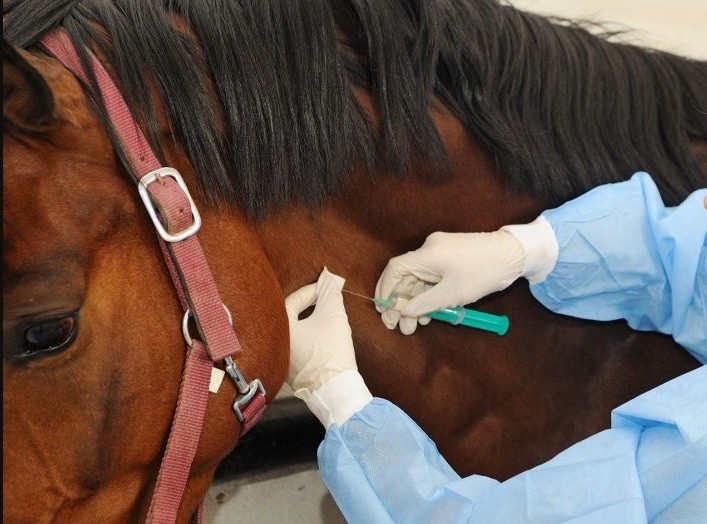 Coronavirus: avanzan ensayos clínicos con suero equino en Argentina y ya lo producen por si resulta eficaz | Actualidad