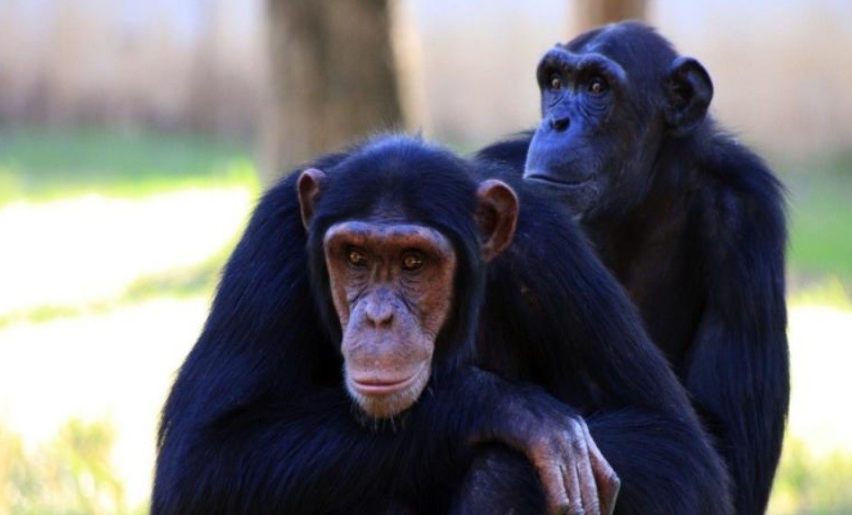 Referéndum: región suiza votará para incluir los derechos de los primates en la Constitución | Internacionales