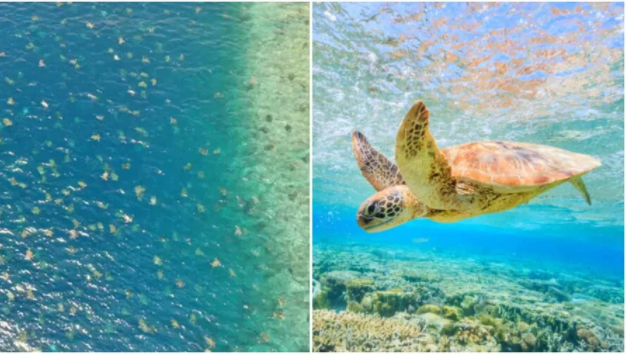 VIDEOS: la majestuosa vista de 64 mil tortugas marinas | Internacionales