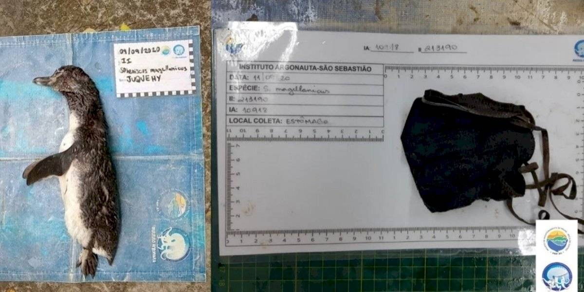 El lado b del coronavirus: hallaron un pingüino que murió por tragarse un barbijo | Internacionales