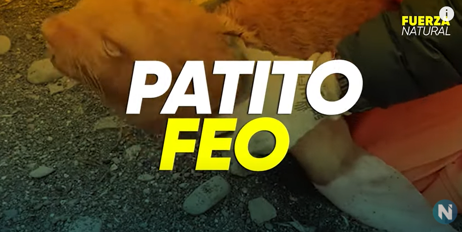 "Patito feo": El lobo marino albino que puede ser excluido de su grupo | Clima, naturaleza y medio ambiente