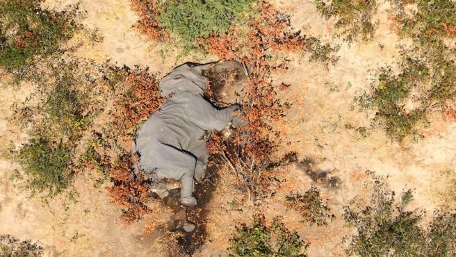 Revelan la causa de la muerte de cientos de elefantes en la selva africana | Internacionales