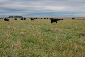 Impuesto "alfajor Jorgito": Intendente bonaerense busca cobrar $35 por hectárea a ruralistas para un bono a trabajadores de salud | Actualidad