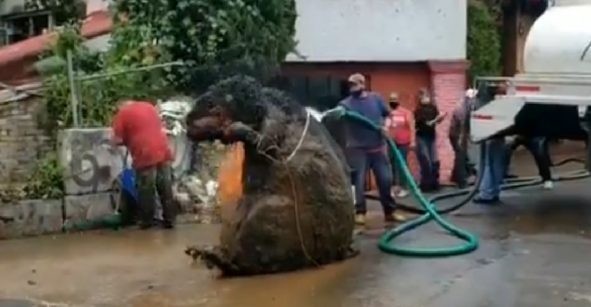 La misteriosa "rata gigante" que tapó un canal de drenaje y causó una inundación en México | Internacionales