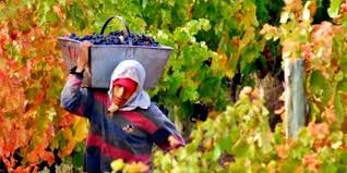 Preocupa en Mendoza que no lleguen trabajadores "golondrinas" para las diferentes cosechas | Actualidad