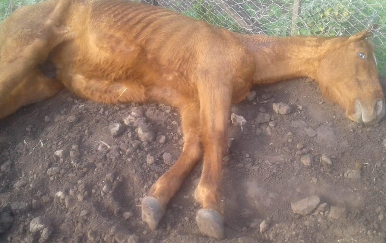 Atribuyen a un agroquímico la misteriosa mortandad de animales en un campo bonaerense | Actualidad