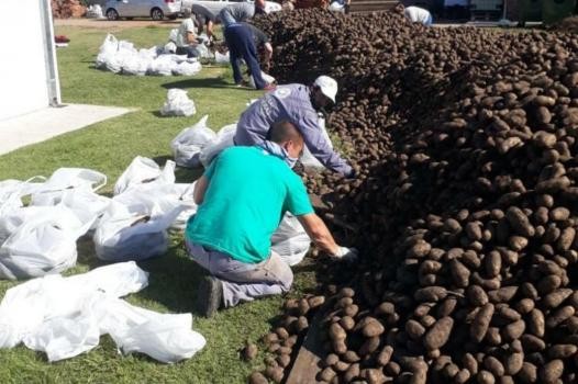 Cuarentena: La Red de Bancos de Alimentos recibió una donación histórica de casi 10 millones de kilos de papas | Actualidad
