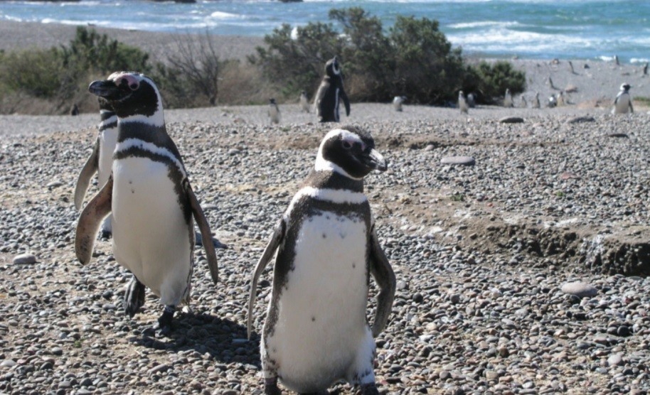 Los pingüinos comenzaron a llegar "sanos y fuertes" a las reservas de Chubut | Clima, naturaleza y medio ambiente