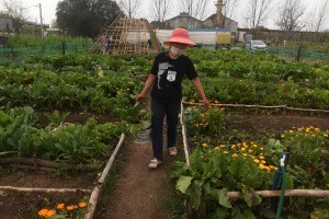 Rosario, el "único municipio del país" que trabaja la agricultura urbana como política pública | Actualidad