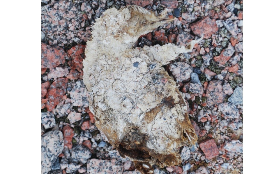 Antártida: derretimiento deja al descubierto un misterioso cementerio de pingüinos | Clima, naturaleza y medio ambiente