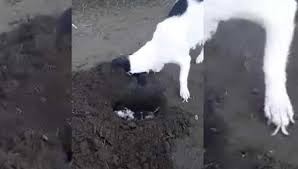 Video desgarrador: la perrita que cava la tumba de su cachorrito muerto | Curiosidades