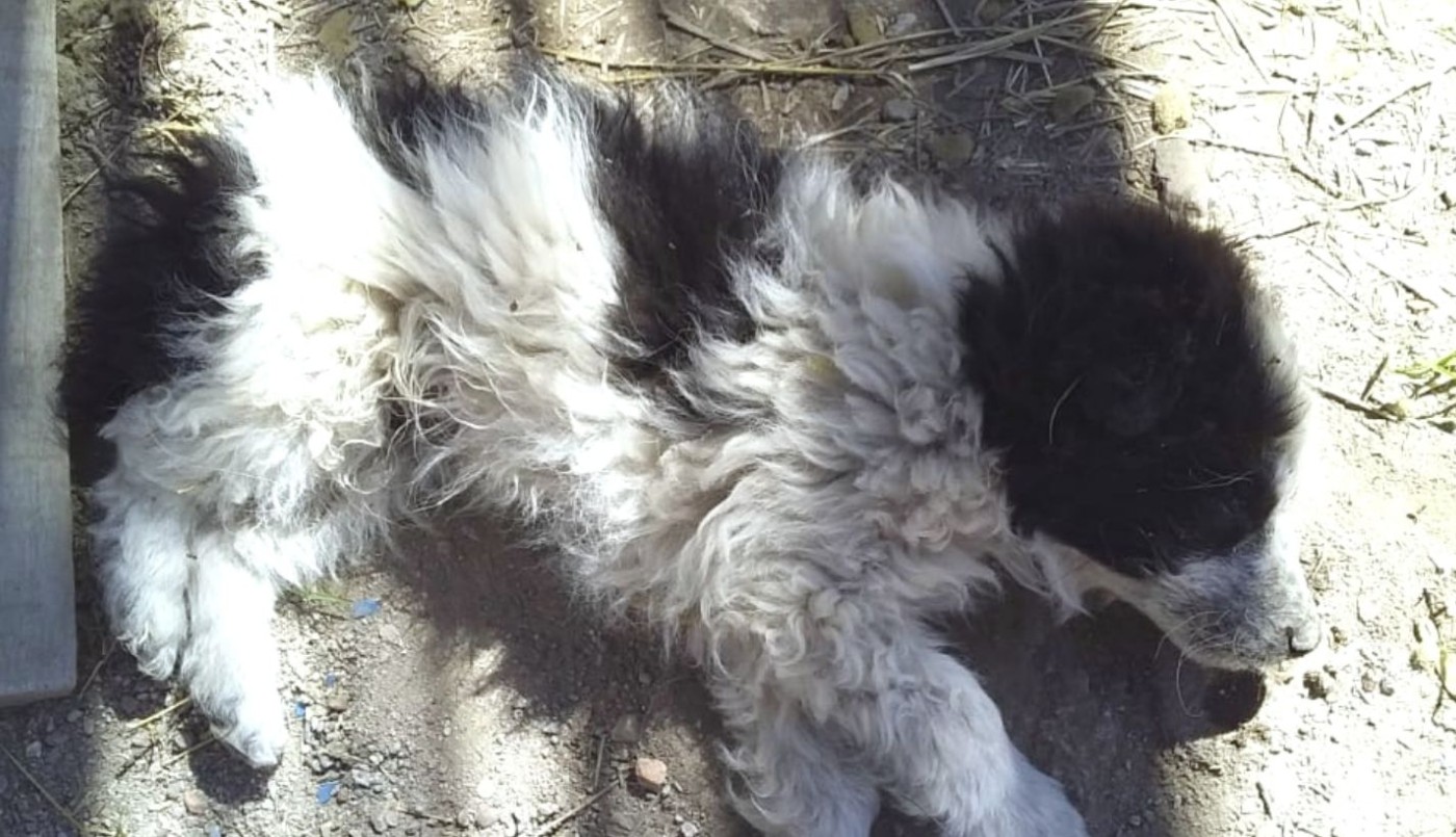 Paisaje infernal: encontraron más de 30 perros envenenados en Luján de Cuyo | Actualidad