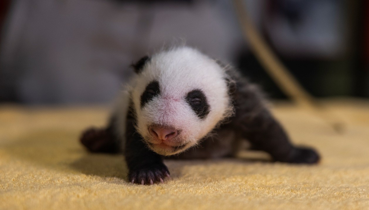 El zoo de Washington revela el sexo de su último bebé panda | Internacionales