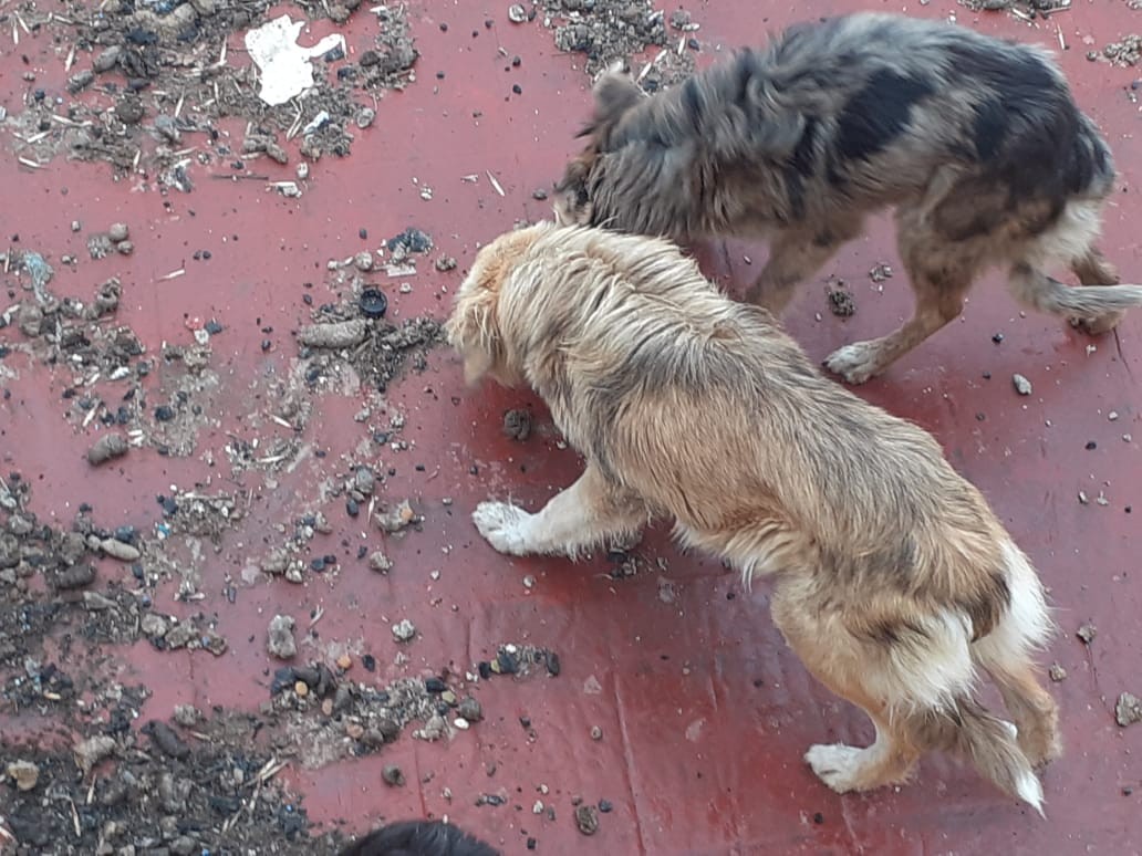 Video: La Policía de la Ciudad rescató a cuatro perros por maltrato animal | Actualidad