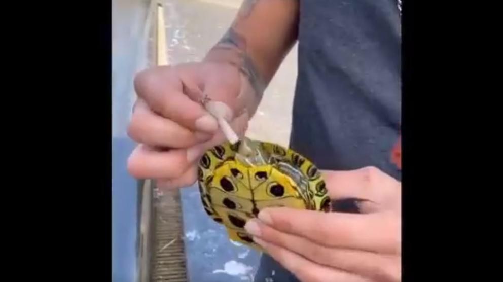 Video: un joven "le hizo fumar marihuana" a una pequeña tortuga de mar | Internacionales