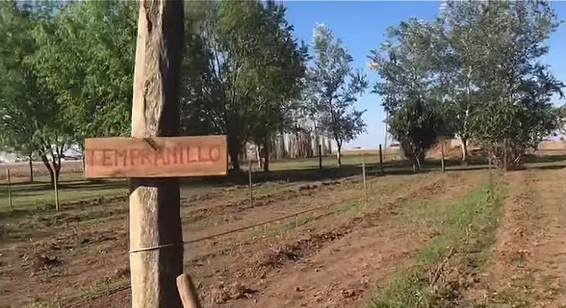 "Made in Serodino": Hizo traer 400 plantas en colectivo desde Mendoza y ahora es dueño del segundo viñedo de Santa Fe | Actualidad