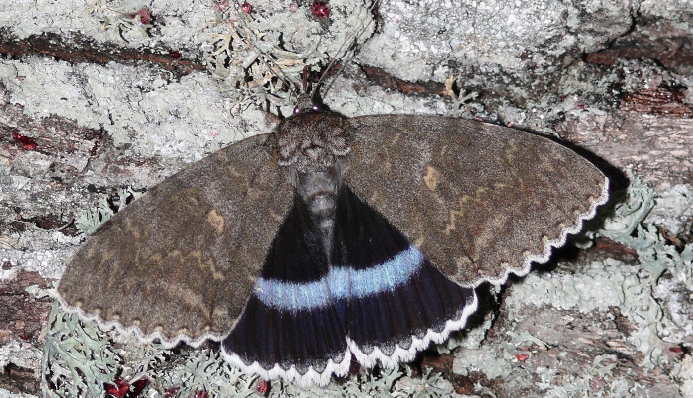 Hallaron una aterradora mariposa del tamaño de un pájaro en Chernobyl | Internacionales