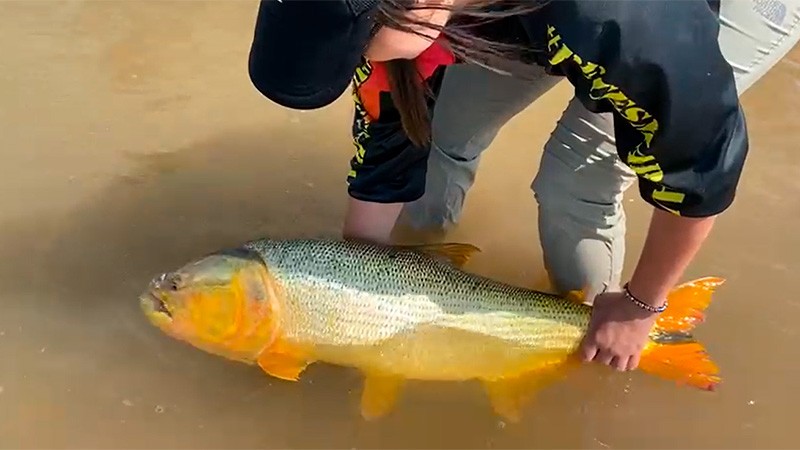 Pescadora capturó un dorado de 14 kilos y mostró la devolución al río Paraná | Actualidad