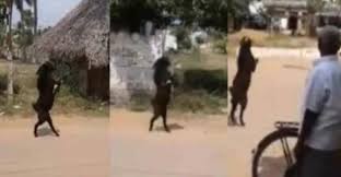 Video: terror en un pueblo por una cabra que camina en dos patas | Internacionales