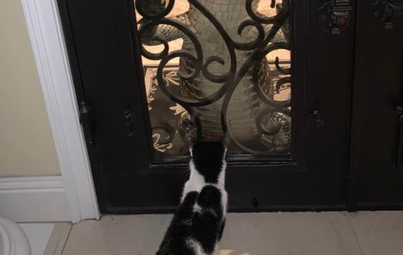 Gato vs. cocodrilo: impactante escena frente a una casa | Redes