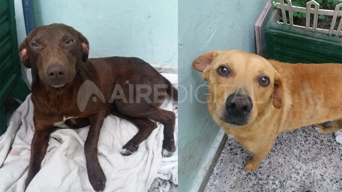 Un hombre violó a dos perros porque le molestaban sus ladridos | Actualidad