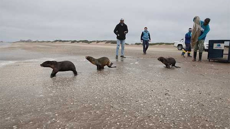Tres lobos marinos rehabilitados fueron devueltos al mar en las playas de San Clemente del Tuyú | Actualidad