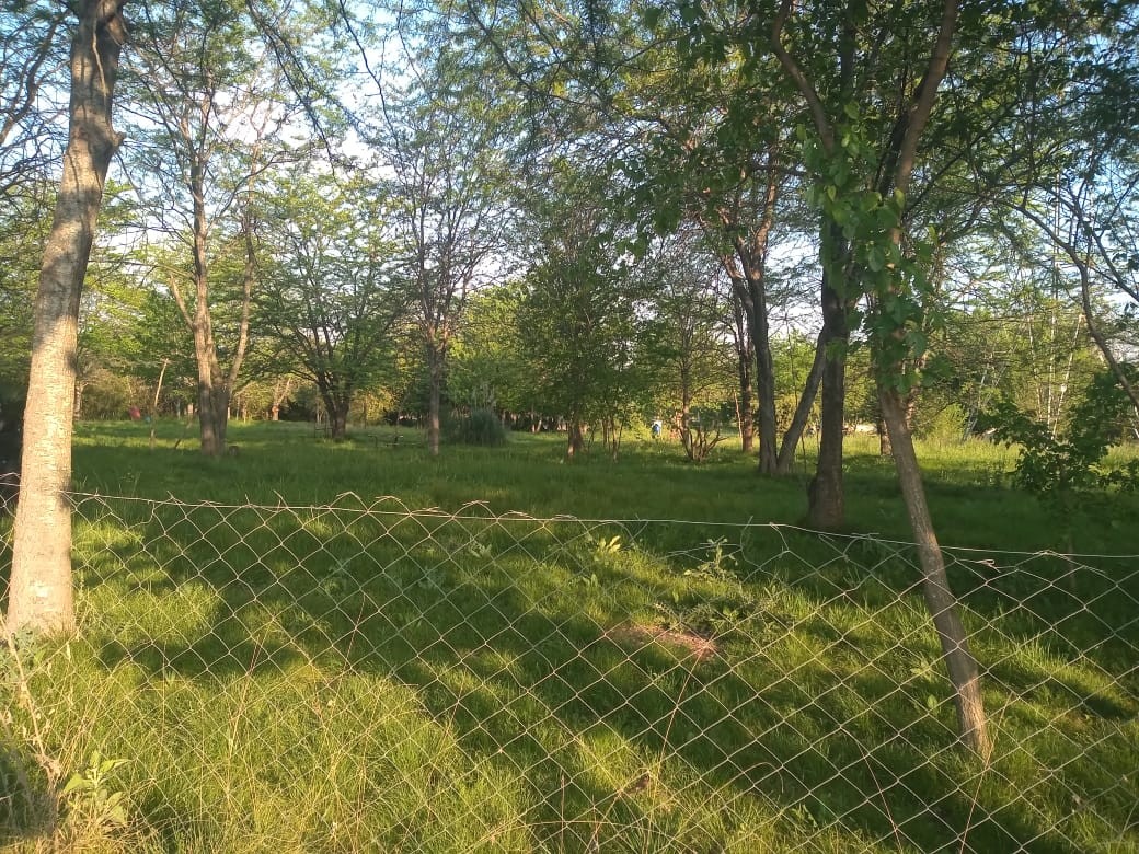 Moreno: le clavaron un cuchillo en la cabeza a una mujer de 77 años para robar en su casa | Actualidad