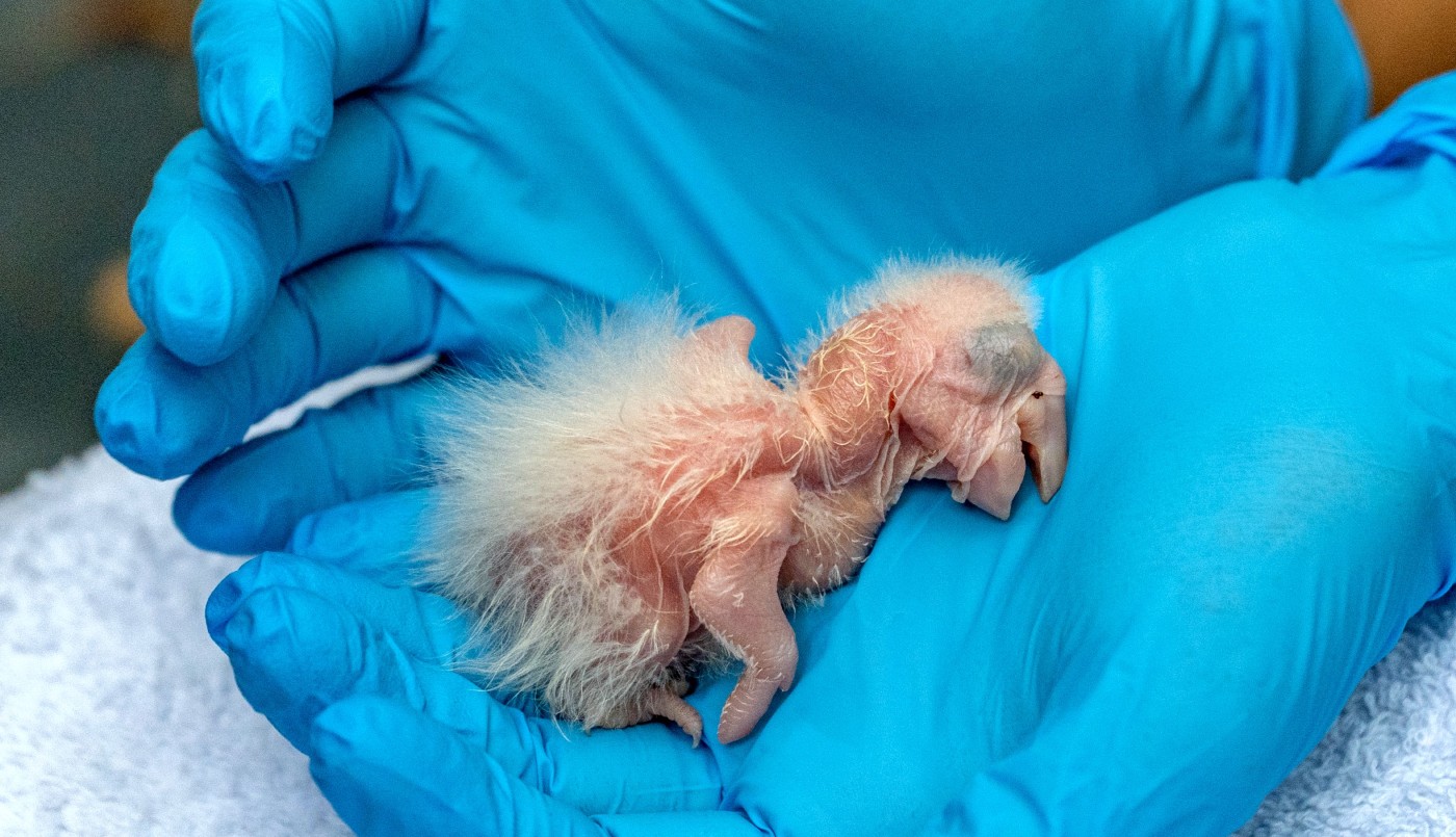 Nacieron tres guacamayos rojos en el Iberá, un "gran paso" para recuperar la especie | Clima, naturaleza y medio ambiente