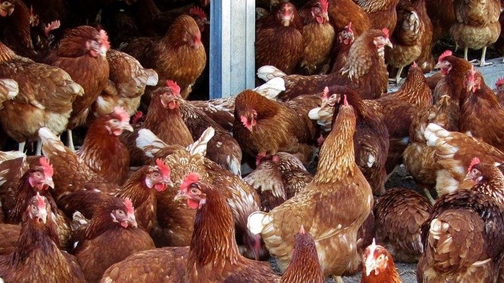 Tenía sexo con gallinas mientras su esposa lo filmaba: fue condenado a 3 años de cárcel | Curiosidades