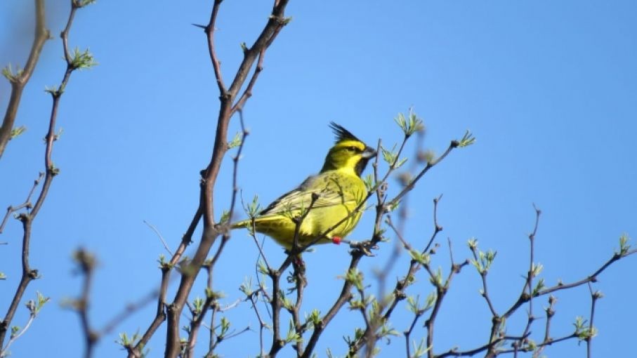 Liberan cardenales amarillos rescatados del tráfico ilegal | Clima, naturaleza y medio ambiente