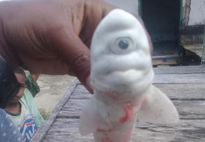 Capturan cría albina de tiburón con un solo ojo | Curiosidades