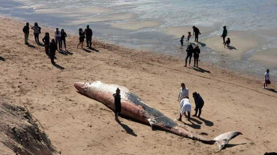Hallaron una ballena muerta en Las Grutas | Clima, naturaleza y medio ambiente