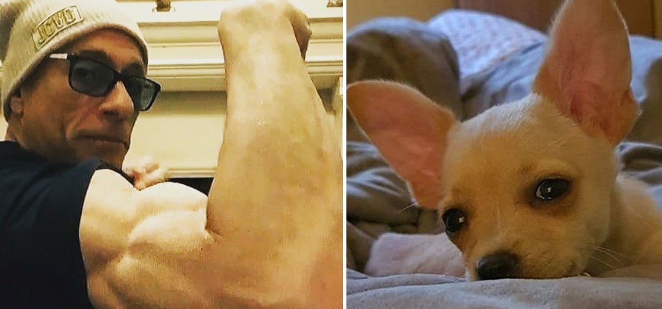 Van Damme héroe: salvó a una perra chihuaha de ser sacrificada por un conflicto diplomático | Curiosidades