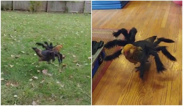 Video: disfrazó a una gallina de araña y asustó a sus "vecinas" del corral | Curiosidades