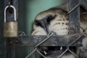 Allanaron el Zoológico de Luján y verificaron el estado de los animales | Actualidad