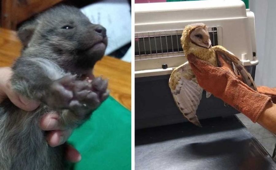 Un zorro gris y una lechuza de campanario fueron rescatados de los incendios forestales en Jujuy | Clima, naturaleza y medio ambiente