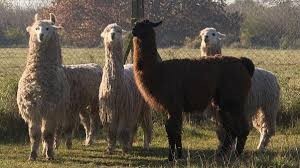 Las llamas para obtener anticuerpos contra el Covid tambien favorecen el bienestar del suelo | Actualidad