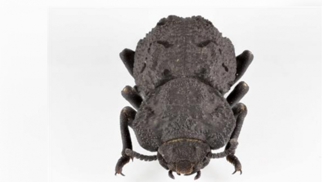 Revelan el misterio del escarabajo acorazado, el insecto indestructible | Curiosidades