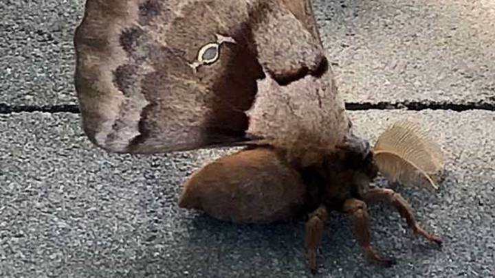 La verdad de la "tarántula con alas" que causó pánico en Estados Unidos y México | Curiosidades