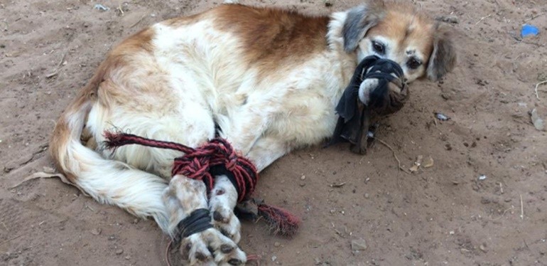 Crueldad animal: encontraron a un perro maniatado y amordazado | Internacionales