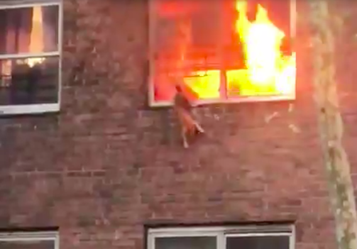 Video: el gato que se tiró desde un edificio en llamas para no morir quemado | Curiosidades