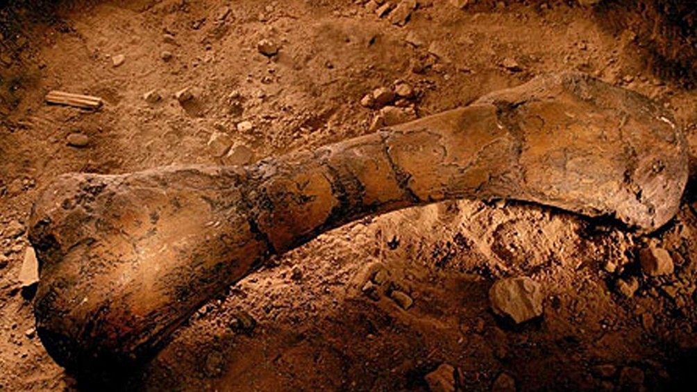 Descubren en La Rioja fósiles de dinosaurios de más de 70 millones de años de antigüedad | Actualidad