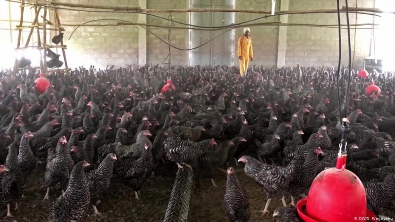 Unos 850.000 virus presentes en animales tienen potencial para pasar a los humanos | Internacionales