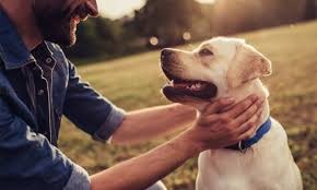 Los perros existen desde hace 11.000 años según estudio científico | Actualidad