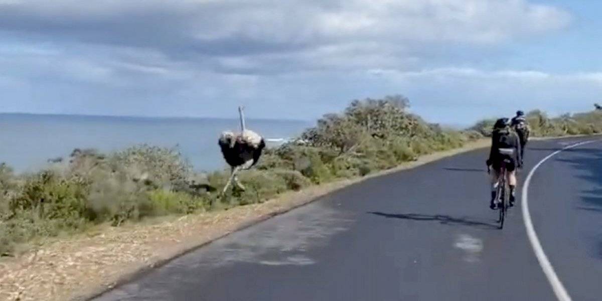 Video: el avestruz que desafió a los ciclistas en una carrera | Curiosidades