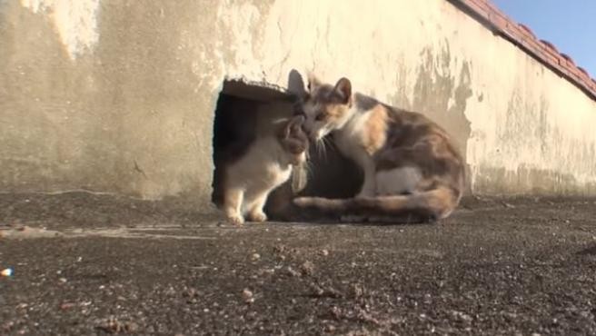 Video: el amor incondicional de una gata por su cachorro discapacitado | Curiosidades