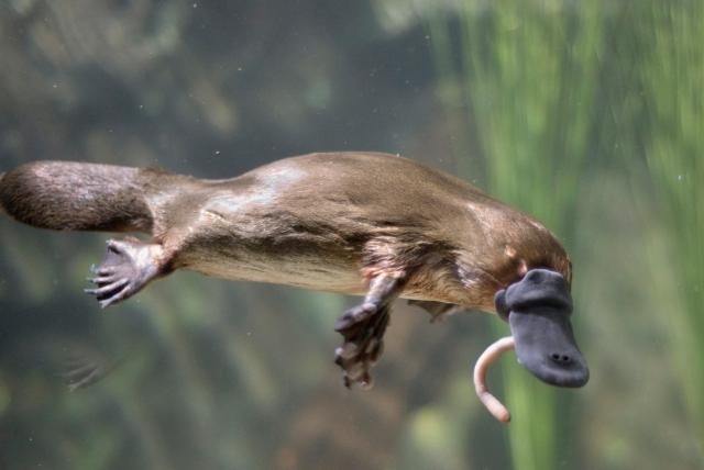 Foto documento: los ornitorrincos son fluorescentes | Clima, naturaleza y medio ambiente