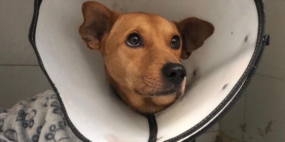 Dolor y bronca en las redes por la muerte del perro Aquiles tras sufrir un abuso sexual | Internacionales