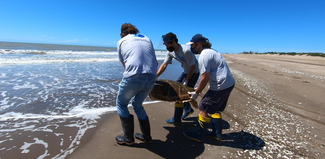 Regresan al mar una tortuga cabezona de 59 kilos que quedó atrapada en redes de pesca | Clima, naturaleza y medio ambiente