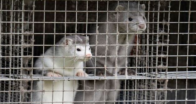 Restricciones especiales para 280.000 daneses a causa de una mutación de COVID-19 que surgió en visones | Internacionales